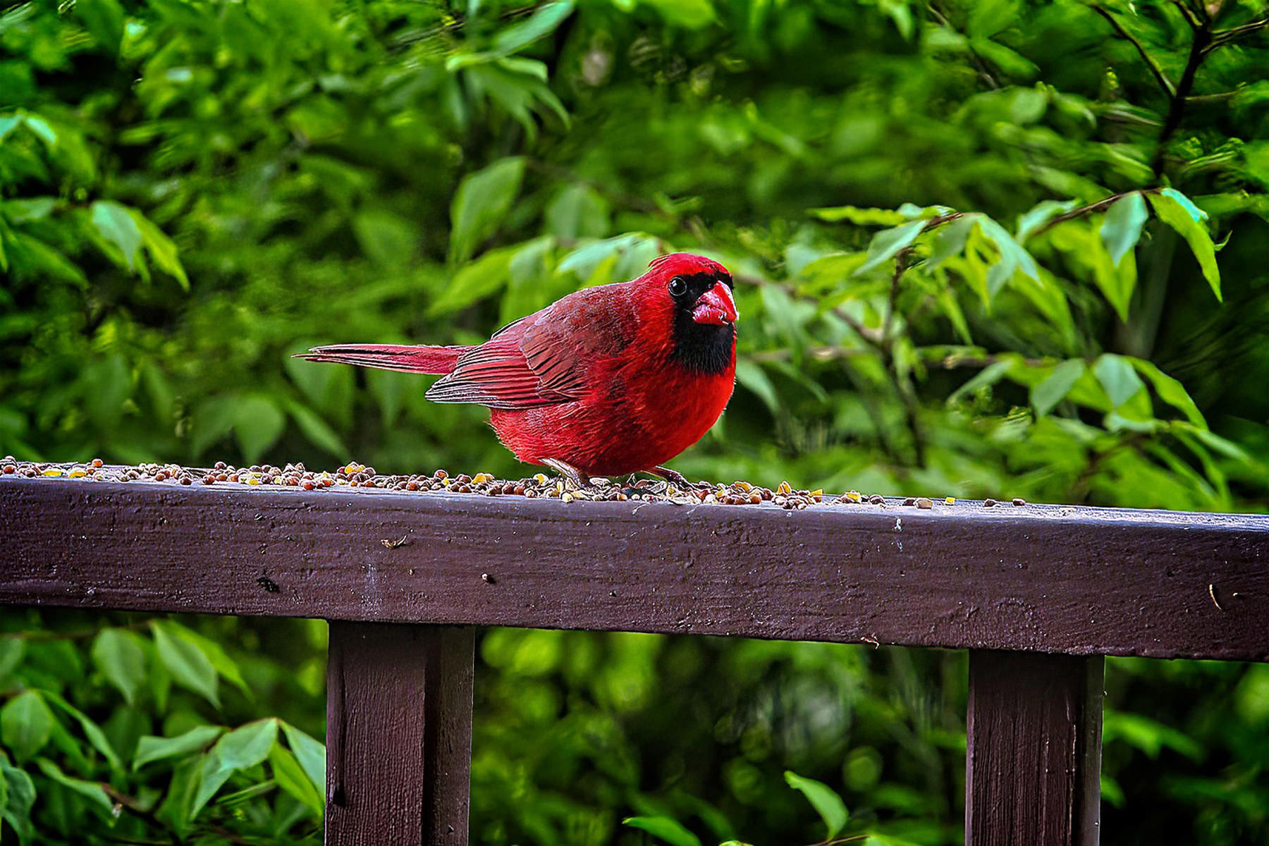 Backgrounds161